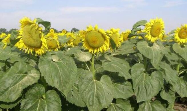 Гибрид подсолнечника Плано, 2022, Классический, Ультраранний 80-85, Seed Grain, Seed Grain, Канада, A, B, C, D, E, F, G, H