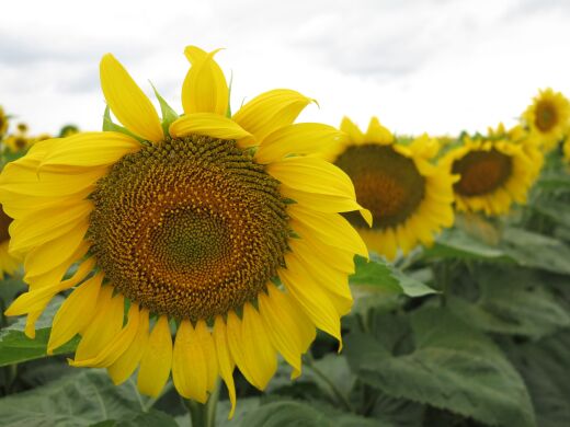 ТЕРНЕР, Стандарт, 2025, Clearfield, Ранньостиглий 103 дні, Арт-Агро, Арт-Агро, A, B, C, D, E, F, G, да