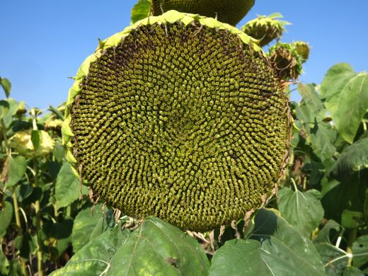 ТЕРНЕР, Стандарт, 2025, Clearfield, Ранньостиглий 103 дні, Арт-Агро, Арт-Агро, A, B, C, D, E, F, G, да