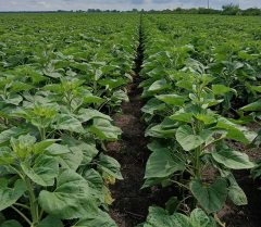 ТЕРНЕР, Екстра, 2025, Clearfield, Ранньостиглий 103 дні, Арт-Агро, Арт-Агро, A, B, C, D, E, F, G, да