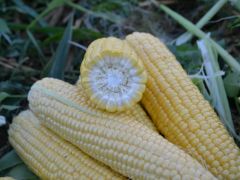 Цукрова кукурудза ФОРВАРД F1 (1709 F1), 25 000 насінин, Жовте, Супер цукрова Sh2, США, Консервація, Свіжий ринок, Ультраранній, 65-70 днів, Цукрова кукурудза, Жовтий