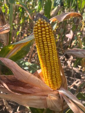 Юнга 260 F 1, 260, 2024, Круїзер 350 FS ( тіаметоксам 350 г/л), 80 000