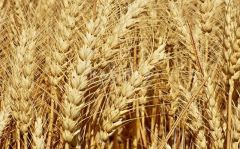 Пшениця Калідон, Seed Grain, Україна, 1 тонна, біг-бег, 1 репродукція
