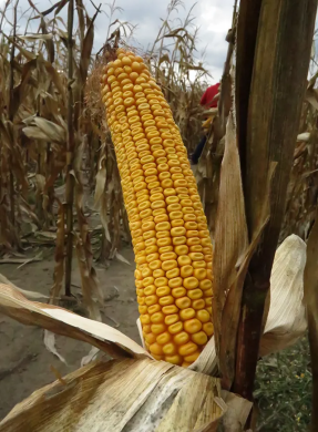 ФАБРИС, 280, 2025, Флудиоксонил та Металаксил-М, 80 000