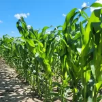 ФАБРИС, 280, 2025, Флудиоксонил та Металаксил-М, 80 000