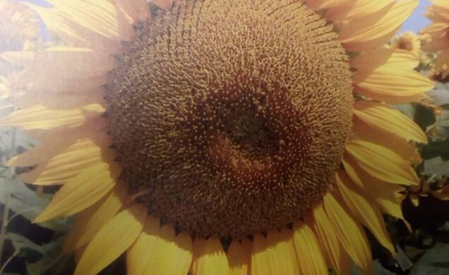 Гідрид соняшника Марвін, 2022, Класичний, Середньоранній (105-110 дн.), Seed Grain, Seed Grain, Канада, A, B, C, D, E, F, G, да