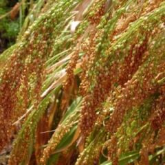 Скадо, 1 тонна, біг-бег, Еліта