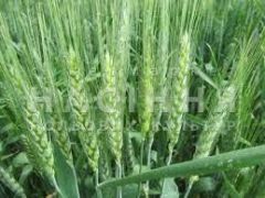 Сорт пшениці Манітоба, Seed Grain, Україна, тонна, в мішках по 25 кг., 1 репродукція