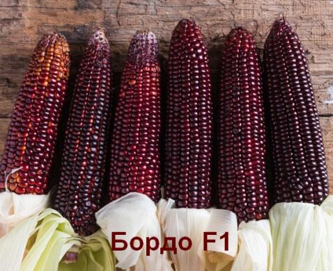 Бордо (фиолетово-красная) F1, 200 семян на 36 м², Пурпурный, Супер сладкая Sh2, Украина, Консервирование, Свежий рынок, Среднеспелый, Сахарная кукуруза, Кукуруза сахарная