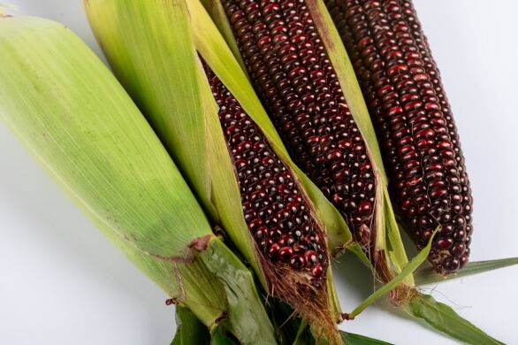 Бордо (фіолетово-червона) F1, 50 насінин на 9 м², Пурпуровий, Супер цукрова Sh2, Україна, Консервація, Свіжий ринок, Середньостиглий, Цукрова кукурудза, Кукурудза цукрова