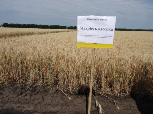 МУДРІСТЬ ОДЕСЬКА, тонна, в мішках по 50 кг., Супереліта