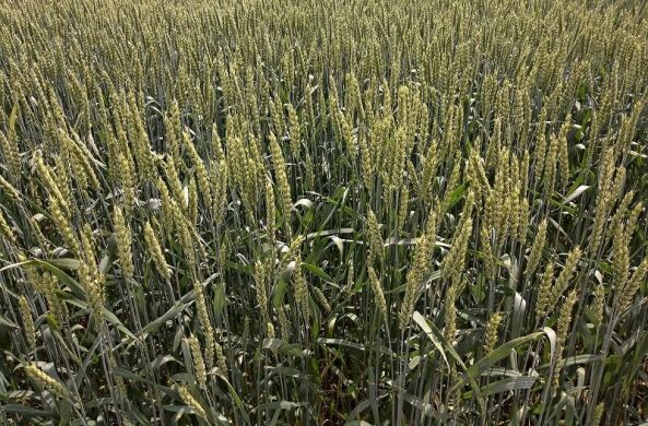 Пшениця Імперіус, Seed Grain, Канада, 25 кг, Еліта