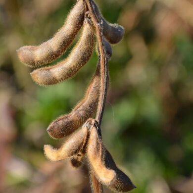 ЕС Візитор, Ранній, Класичний, 1 репродукція