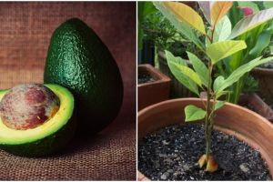 Особенности выращивания авокадо