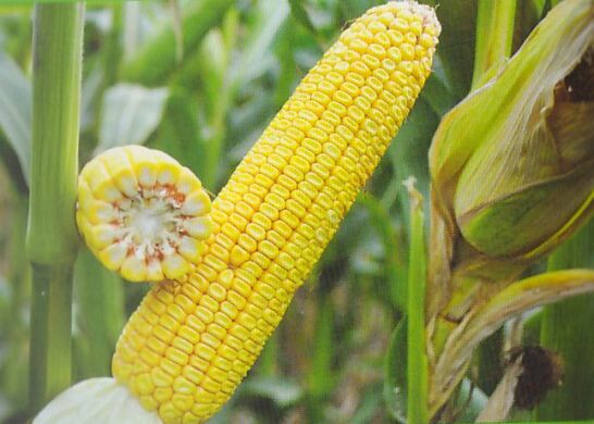 Кукурудза Сабін, 280, 2023, фунгіцидна ( Maxim XL + Вайбранс)