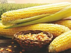 ДОСТАТОК 300 МВ, 300, 2025, 80 000