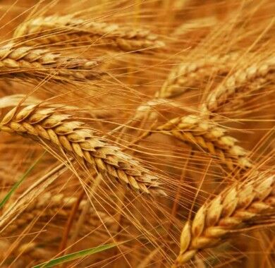 Пшеница озимая Сталева, тонна, в мешках по 50 кг., Элита