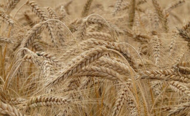 Озима пшениця Бастоні, Seed Grain, Канада, тонна, в мішках по 25 кг., Еліта