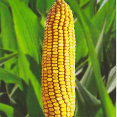 Насіння кукурудзи П8409*, 260