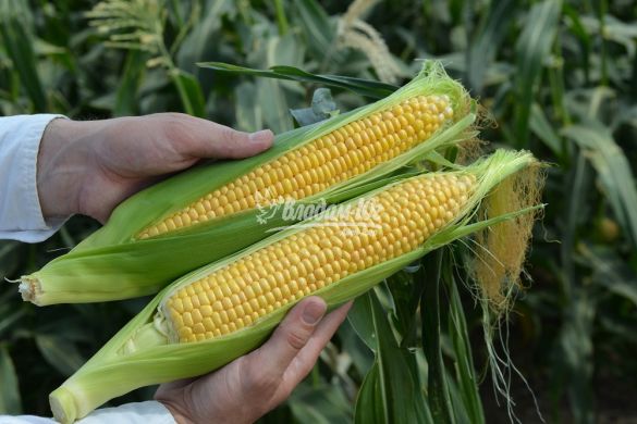 Сахарная кукуруза ЛИСКАМ F1, 5 000 семян, Желтый, Супер сладкая Sh2, Франция, Консервирование, Свежий рынок, Среднеспелый, 76-80 дней, Сахарная кукуруза