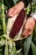 Бордо (фіолетово-червона) F1, 20 000 насінин (36 соток), Пурпуровий, Супер цукрова Sh2, Україна, Консервація, Свіжий ринок, Середньостиглий, Цукрова кукурудза, Кукурудза цукрова