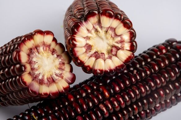 Бордо (фіолетово-червона) F1, 20 000 насінин (36 соток), Пурпуровий, Супер цукрова Sh2, Україна, Консервація, Свіжий ринок, Середньостиглий, Цукрова кукурудза, Кукурудза цукрова