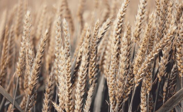 Озима пшениця Гелексі Seed Grain, Канада, тонна, в мішках по 25 кг., Еліта