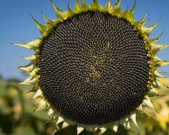 СИЦИЛІЯ, Екстра +, 2025, Класичний, Середньоранній (112-115 дн.), Сади України, ТОВ АФ "Українське насіння", A, B, C, D, E, F, G, да