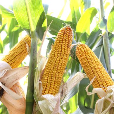 Кукуруза Амальди, 250, 2020