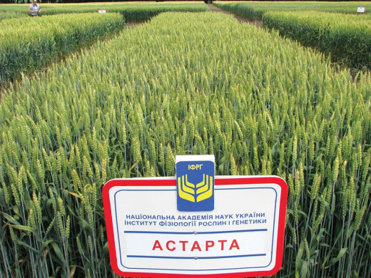 Пшениця озима Астарта, тонна, в мішках по 50 кг., Супереліта