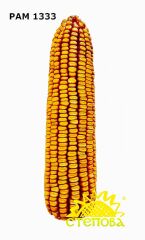 Гібрид кукурудзи РАМ 1333, 180, 2023, фунгіцидна ("Maxim XL")