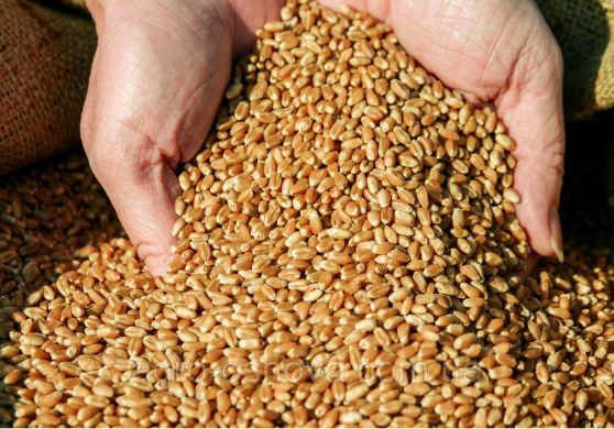 Пшеница озимая Богдана, тонна, в мешках по 50 кг., Суперэлита