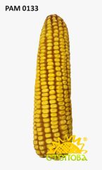 Гибрид кукурузы РАМ 0133, 180, 2023, фунгицидна ("Maxim XL")