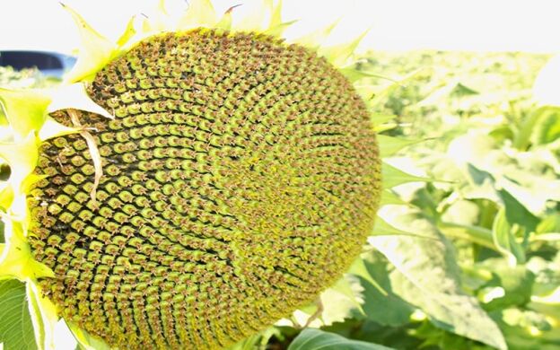 Гібрид соняшника Тайгер, Гранстар, Середньоранній. 108-112 дн., Seed Grain, Seed Grain, Канада, A, B, C, D, E, F, G