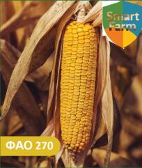 Гібрид кукурудзи Переможець, 270, 2025, Метакса, Аріс, Фуксія, 80 000