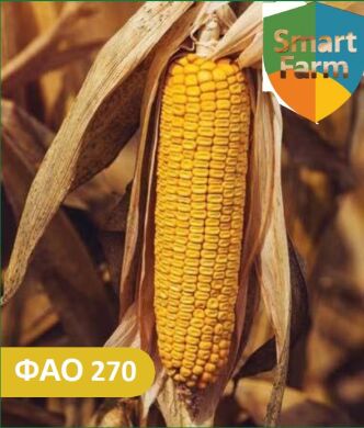 Гібрид кукурудзи Переможець, 270, 2025, Метакса, Аріс, Фуксія, 80 000