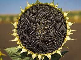 Гібрид соняшника Корсика, Стандарт, 2025, Євро-Лайтнінг, Середньоранній, 103-106, ТОВ АФ "Українське насіння", Сади України, A, B, C, D, E, F, G, да