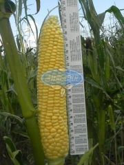Растлер F1 насіння цукрової кукурудзи, 100 000 насінин (1,5 га), Жовте, Супер цукрова Sh2, США, Консервація, Свіжий ринок, Середньостиглий, Цукрова кукурудза, 76-80