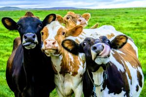 Роль высококачественных кормов в выращивании крупного рогатого скота