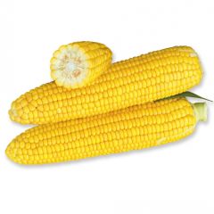 Сахарная кукуруза Уокер F1, 25 000 семян, Желтое, Супер сладкая Sh2, США, Свежий рынок, Раннеспелый, 71-75