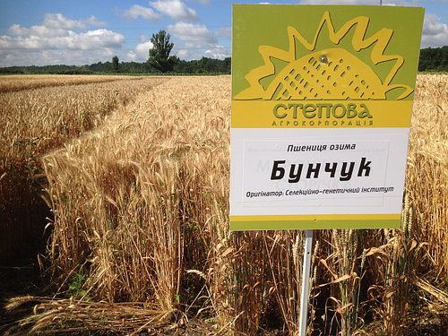 Пшениця Бунчук, еліта