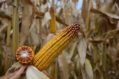 ДМС Епос, 210, 2025