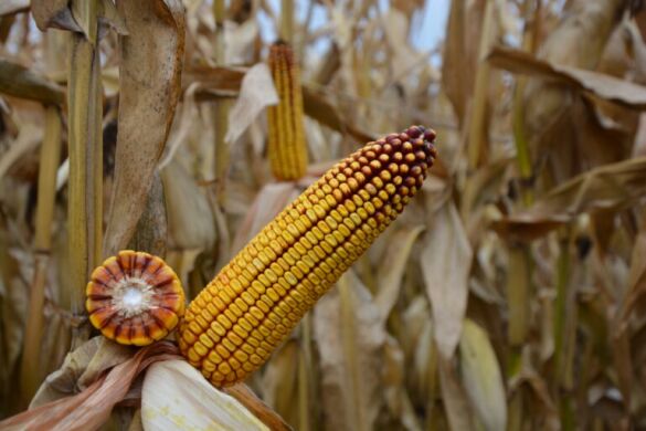 ДМС Епос, 210, 2025