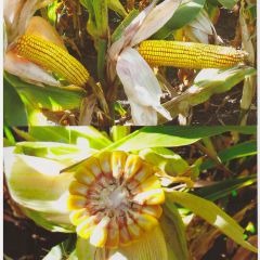 Насіння кукурудзи ДС1304С, 350