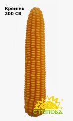 Гибрид кукурузы Креминь 200 СВ, 210, 2023, фунгицидна ("Maxim XL")
