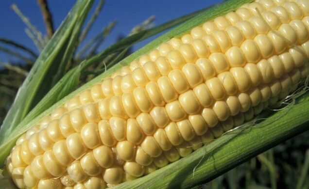 Гібрид кукурудзи Глостер, 190, 80 000