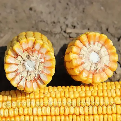 ГІБРИД КУКУРУДЗИ ЛАЙТА (УГОРСЬКА СЕЛЕКЦІЯ), 250, 2023