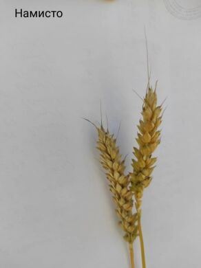 Пшениця озима Намисто, Тонна в мішках по 40 кг, Перша