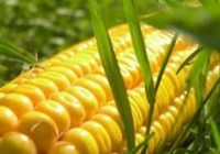 ГІБРИД КУКУРУДЗИ КЕРЕШ (УГОРСЬКА СЕЛЕКЦІЯ), 280, 2023