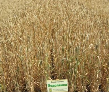 Пшениця озима Подолянка безоста, тонна, в мішках по 50 кг., Супереліта